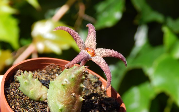 Piaranthus decorus sukulenty