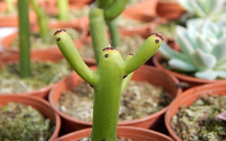 Euphorbia alluaudii subsp. oncoclada - bezlistý sukulent