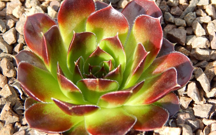 Jovibarba heuffelii Torrid Zone - succulents