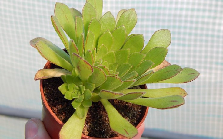 Stromečková pokojovka