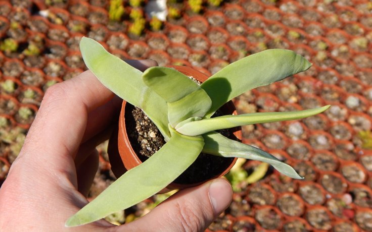Crassula falcata originální pokojovka