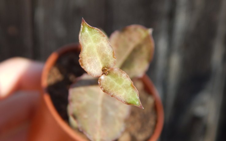 Ceropegia nilotica sukulenty samek