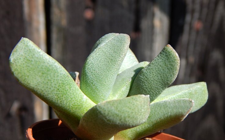 Pleiospilos rouxii - sukulenty na prodej