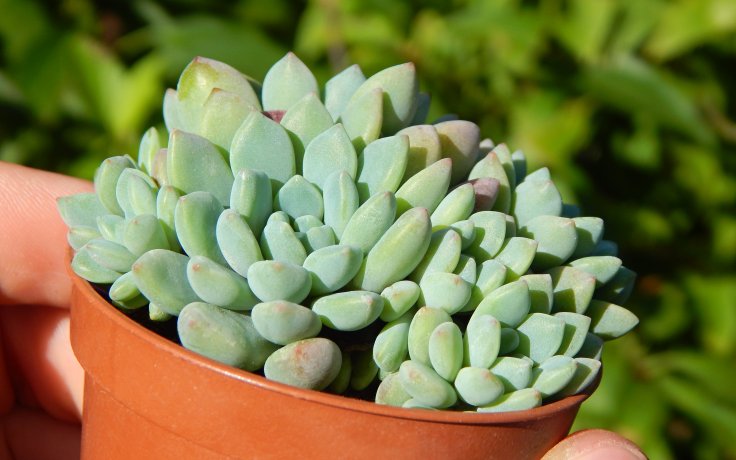 Echeveria subcorymbosa Lau 30 Puebla - dužnatka