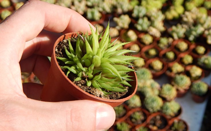 Haworthia chloracantha var. denticulifera (kaktusy)