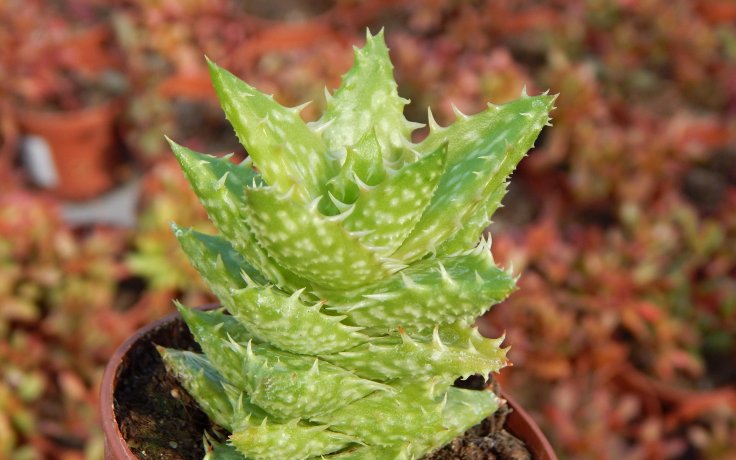 Aloe juvenna nenáročný sukulent