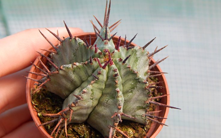 Euphorbia horrida sukulent pryšec