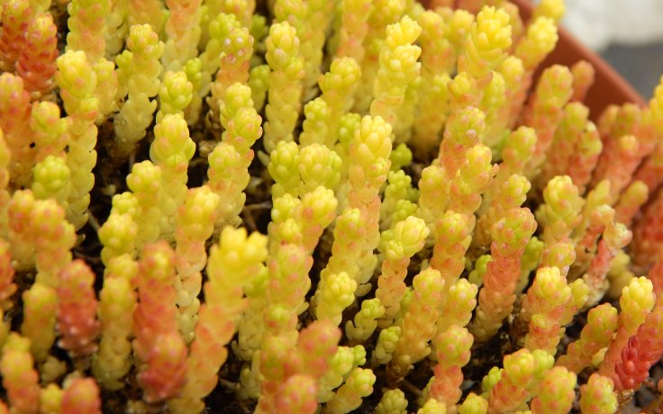 Sedum acre Queen Yellow - rozchodník