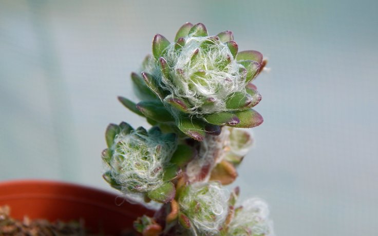 Portulaca werdermannii - šrucha