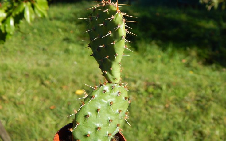 Opuntia macrorhiza cacti plant