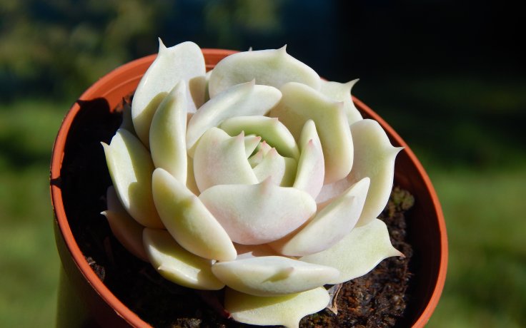 Echeveria Lola - succulents for sell