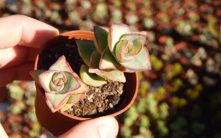 Crassula perforata Giant sukulenty
