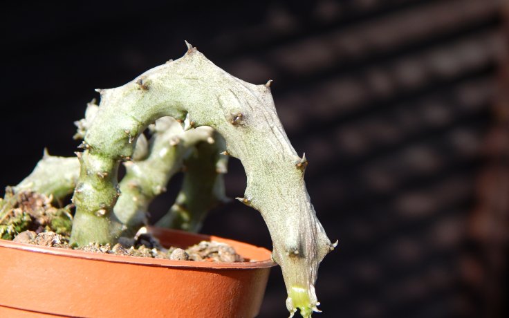 Ceropegia stapeliiformis - svícník