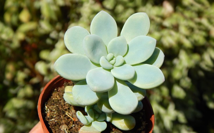 Sedum clavatum -succulents