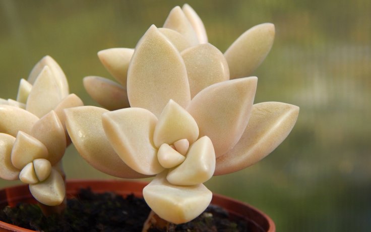 Graptosedum Ghosty - hybrid plant