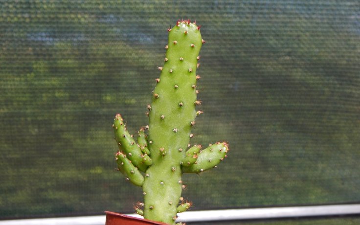 Opuntia monacantha - Opuncie