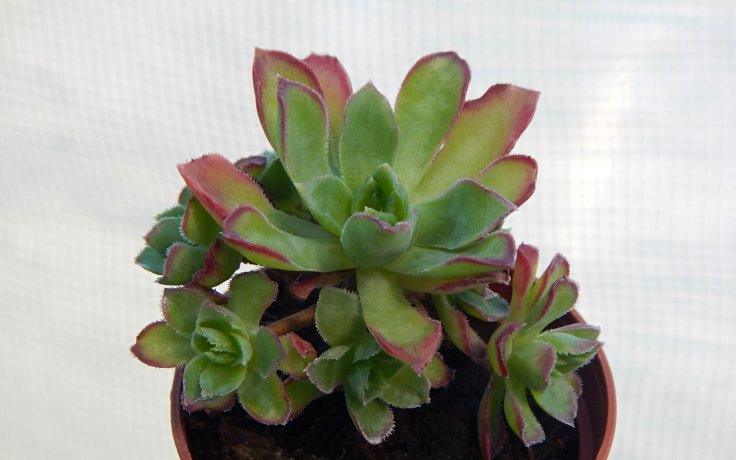 Aeonium Cornish Pixie malý stromek