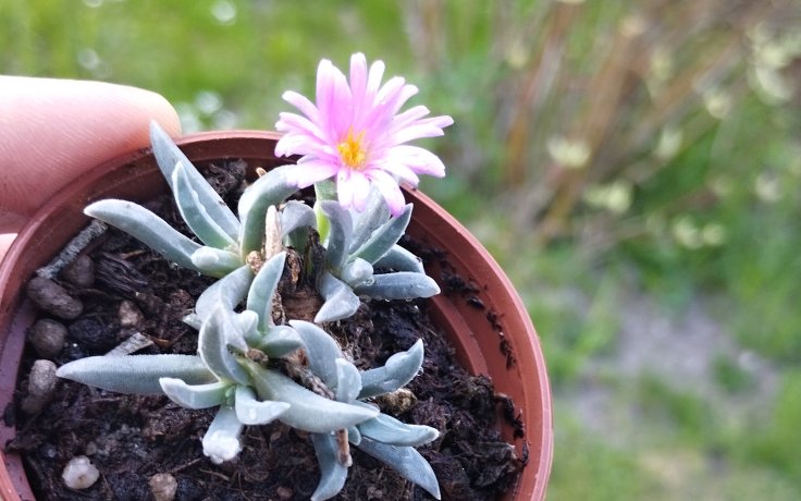 Delosperma harazianum - květ