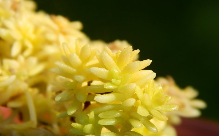 Sedum japonicum Tokyo Sun