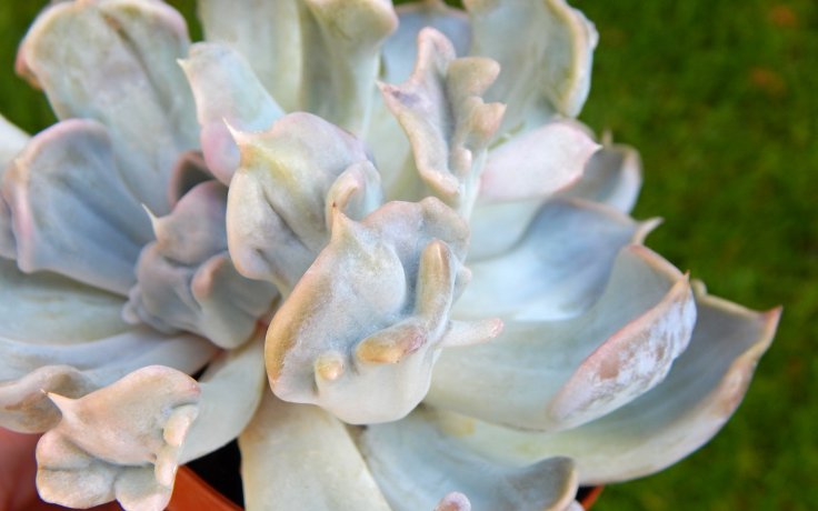 Echeveria Thriller Pearl - succulent plant