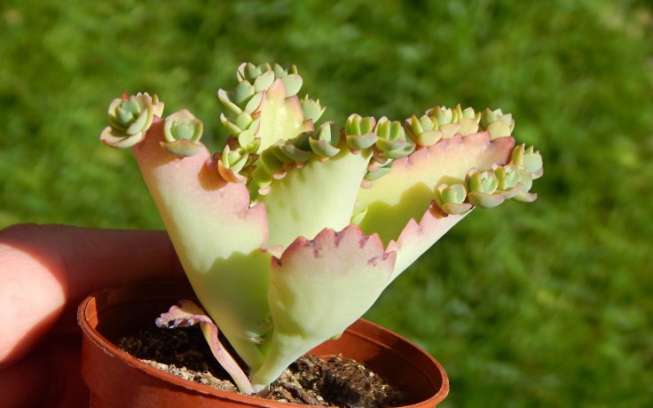 Kalanchoe laetivirens sukulent s miminky