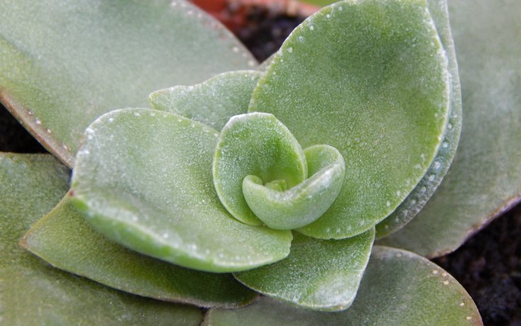 Crassula lactea