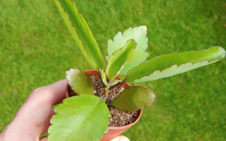 Kalanchoe pinnata - sukulent kolopejka