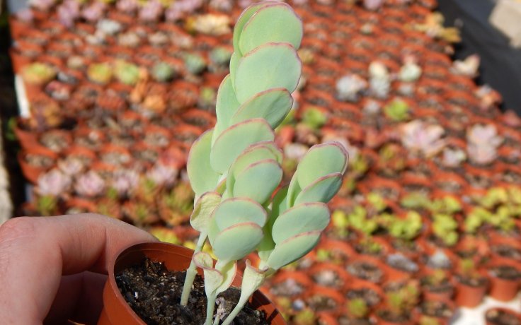 Kalanchoe marnieriana pokojovka