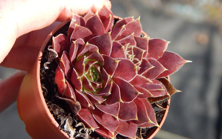 Jovibarba heuffelii Furore