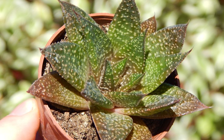Aloe Flow do polostínu