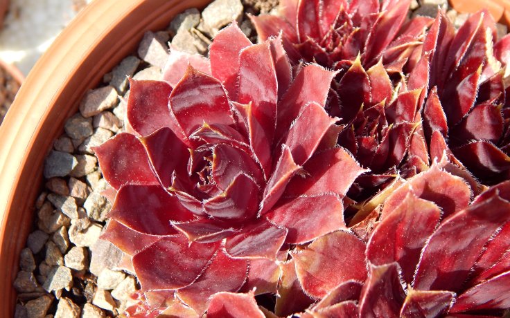Sempervivum Red Lion