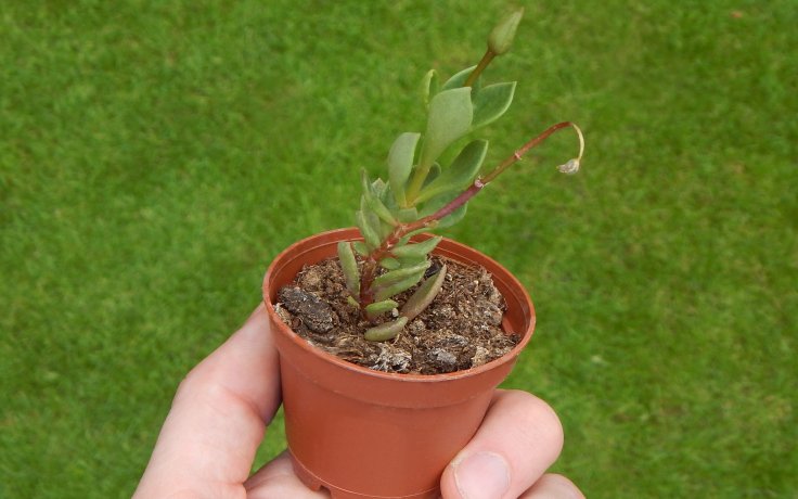 Grahamia coahuilensis