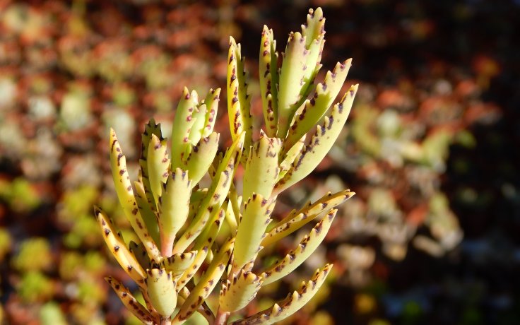Kalanchoe richaudii sukulent kolopejka