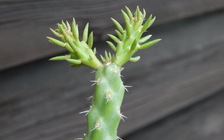 Cylindropuntia whipplei - mrazuvzdorný kaktus