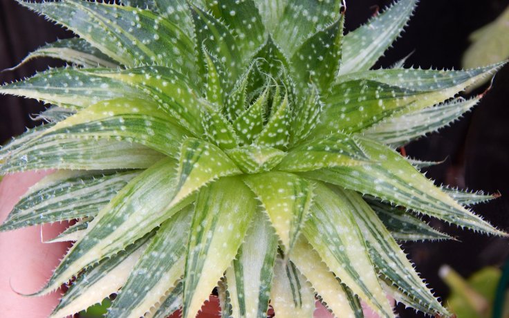 Aloe aristata variegata panašovaní sukulent