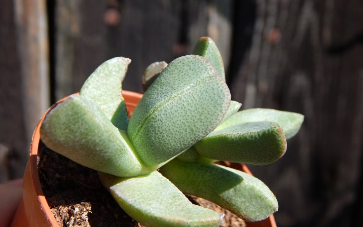 Pleiospilos rouxii - pokojový sukulent