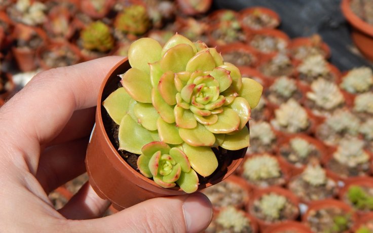 Echeveria Fun Queen pokojovka na parapet