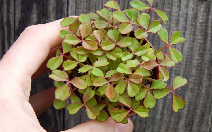 Oxalis peduncularis cristata