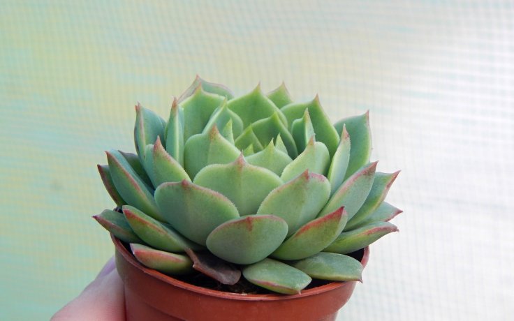 Echeveria Ramillete dužnatka