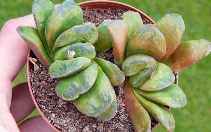 Haworthia Frosty Tips - pokojovka do polostínu