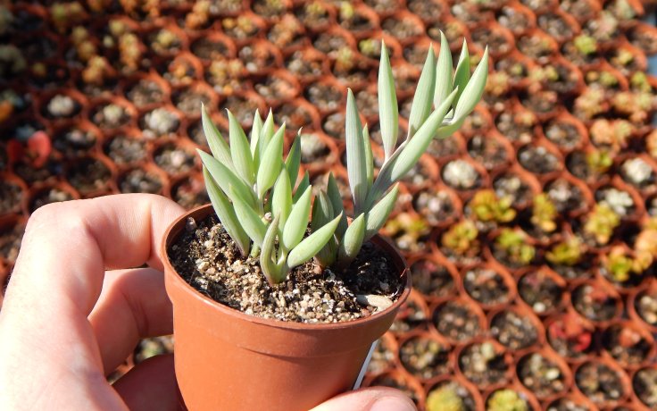 Senecio radicans převislý sukulent