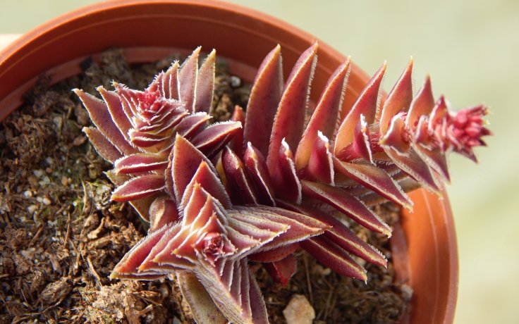 Crassula capitella Red Pagoda sukulent