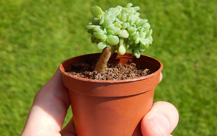 Echeveria Swirl cristata Fresh