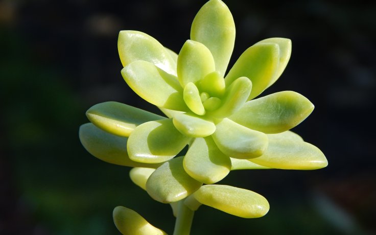Sedum Alice Evans variegata sukulent pokojový