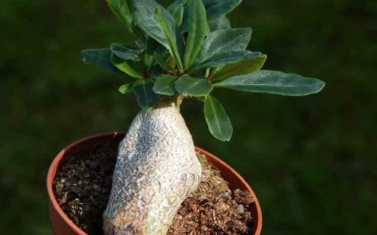 Pachypodium succulentum ztloustlý kmen