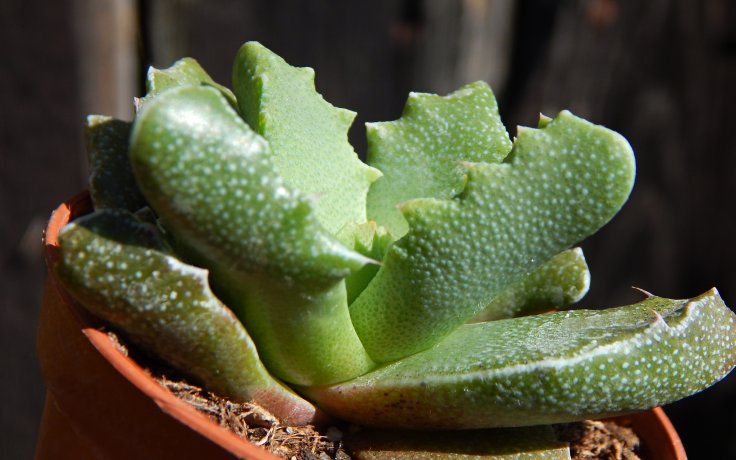 Faucaria hooleae - tygří tlamičky