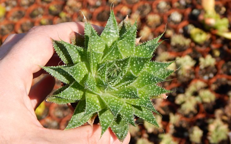 Aloe aristata odolný sukulent