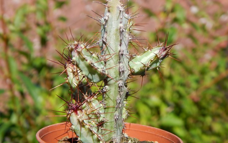 Euphorbia louwii - succulents