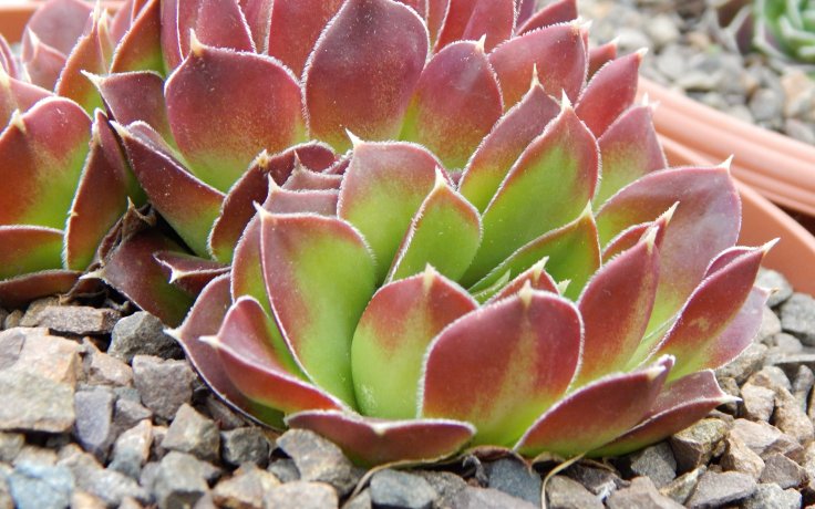 Jovibarba heuffelii Fandango - frost hardy