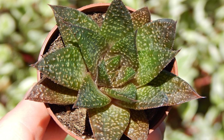 Aloe Flow - sukulenty a kaktusy